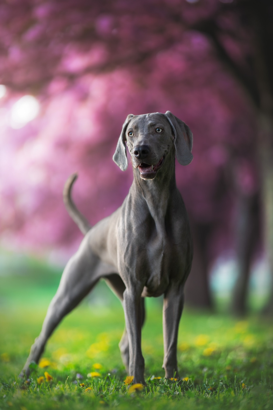 Ultime Édition von silberweiss jager