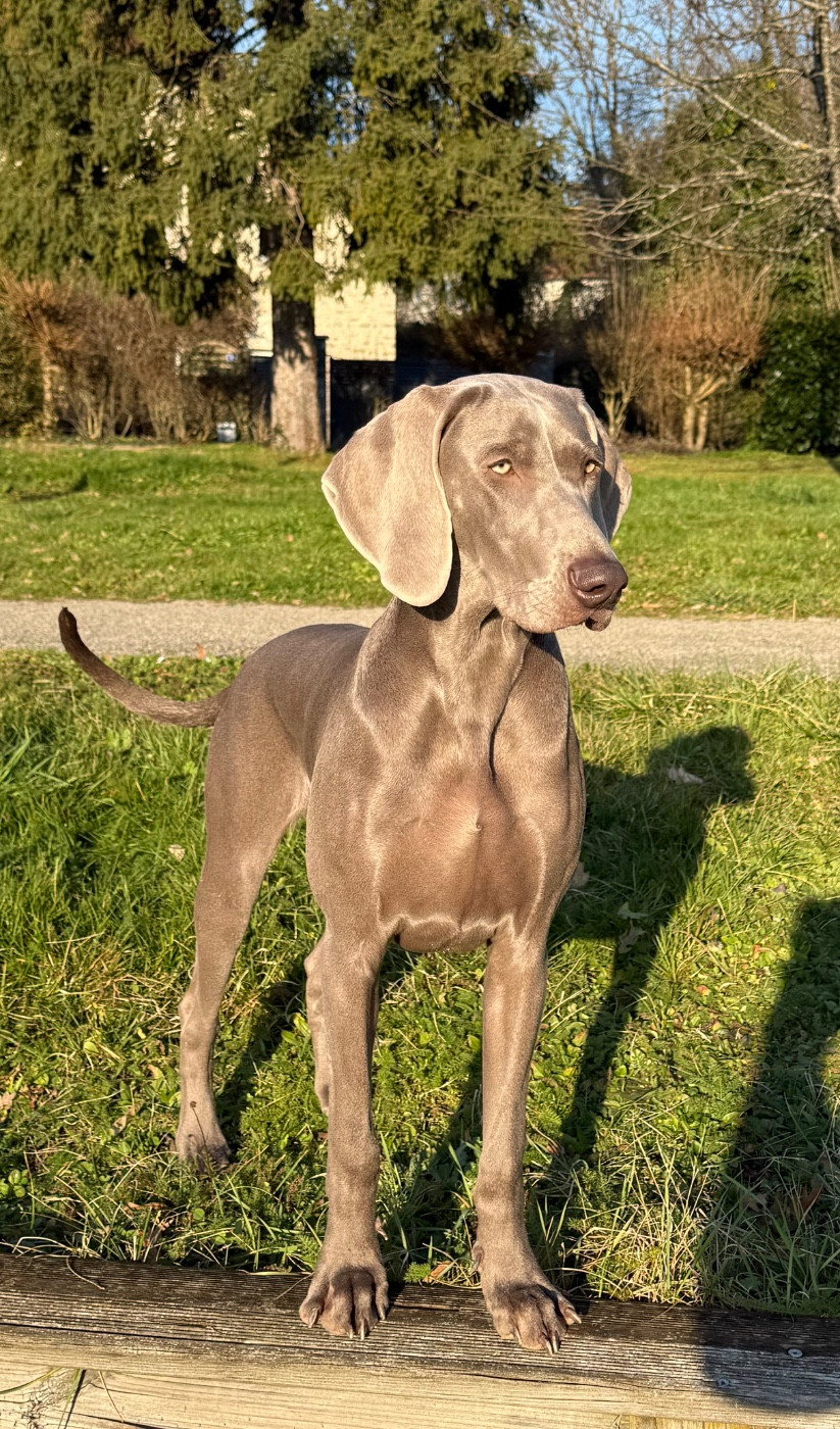 Arya Stark N Remembers Silver Star Of The Moon