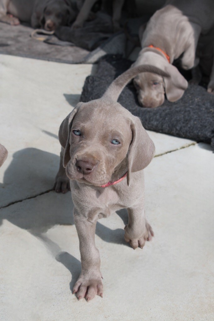 Silver Star Of The Moon - Chiots disponibles - Braque de Weimar