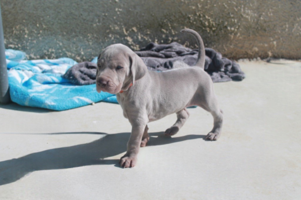 Silver Star Of The Moon - Chiots disponibles - Braque de Weimar