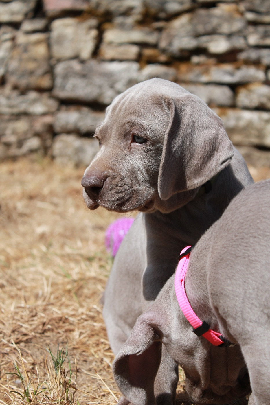 Silver Star Of The Moon - Chiots disponibles - Braque de Weimar