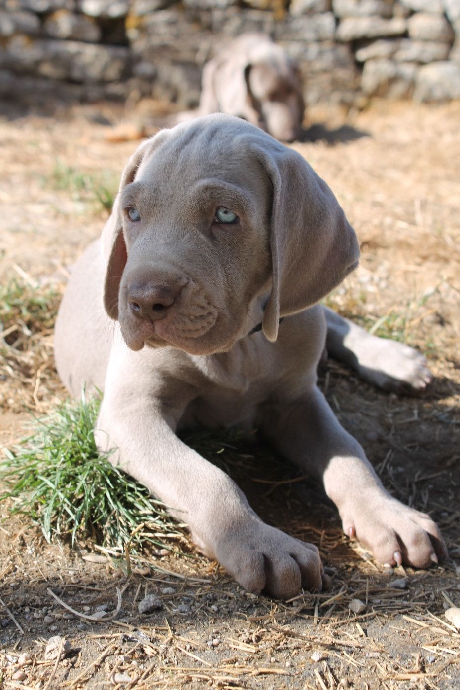 Silver Star Of The Moon - Chiots disponibles - Braque de Weimar