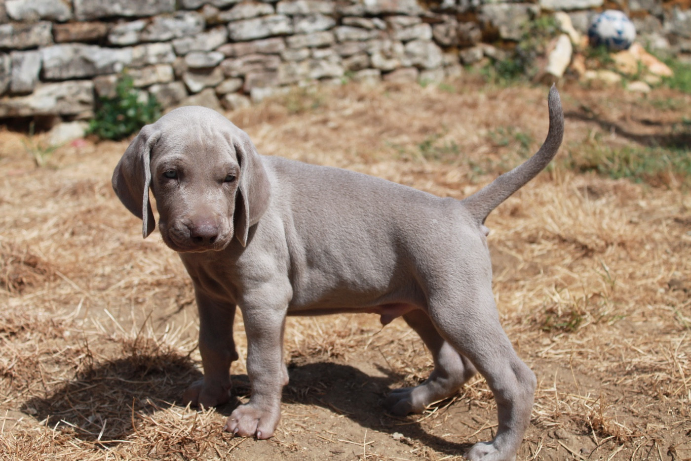 Silver Star Of The Moon - Chiots disponibles - Braque de Weimar