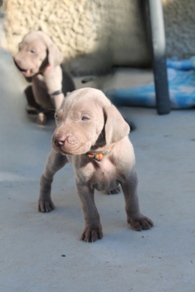 Silver Star Of The Moon - Chiots disponibles - Braque de Weimar