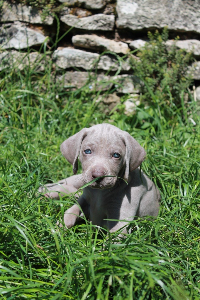 Silver Star Of The Moon - Chiots disponibles - Braque de Weimar
