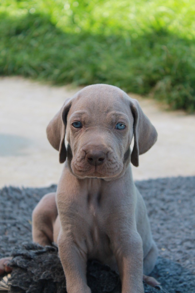Silver Star Of The Moon - Chiots disponibles - Braque de Weimar