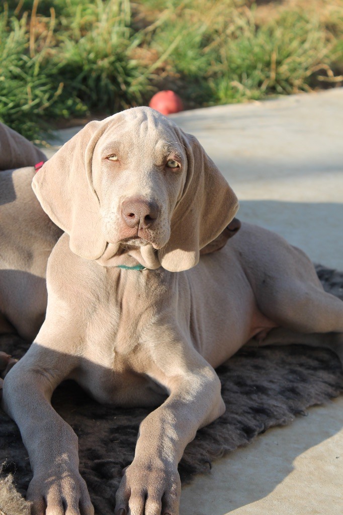 Silver Star Of The Moon - Chiots disponibles - Braque de Weimar