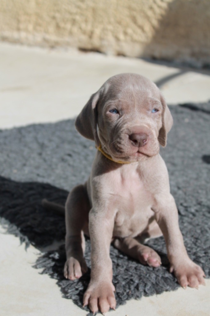 Silver Star Of The Moon - Chiots disponibles - Braque de Weimar