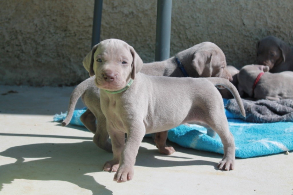 Silver Star Of The Moon - Chiots disponibles - Braque de Weimar