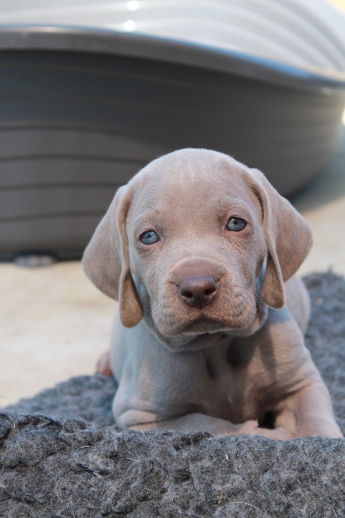 Silver Star Of The Moon - Chiots disponibles - Braque de Weimar