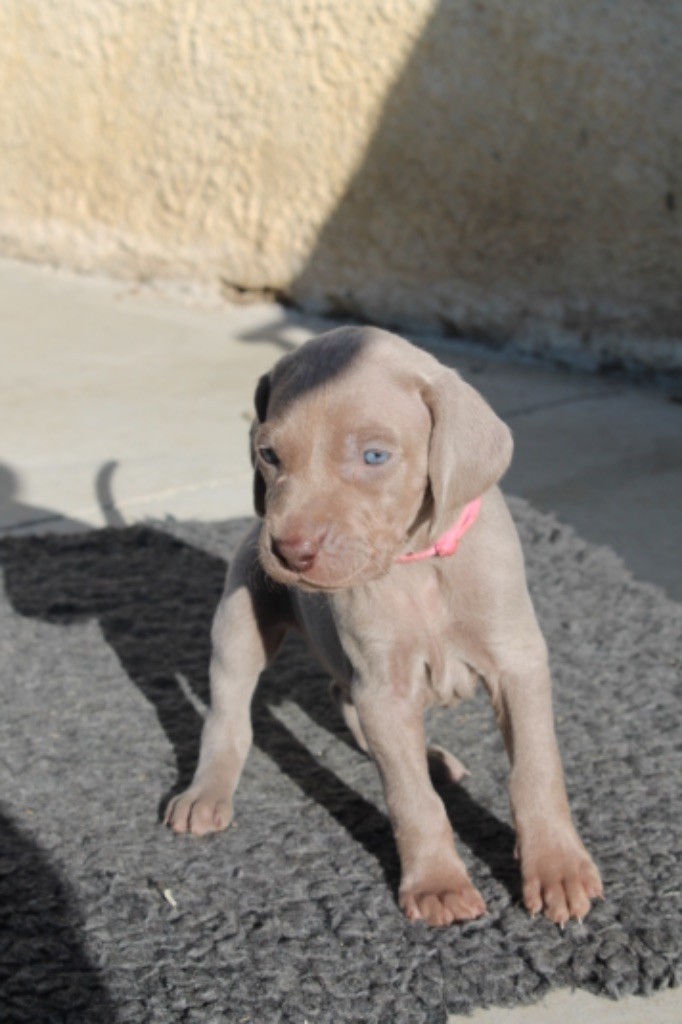 Silver Star Of The Moon - Chiots disponibles - Braque de Weimar