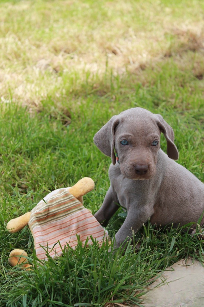 Silver Star Of The Moon - Chiots disponibles - Braque de Weimar
