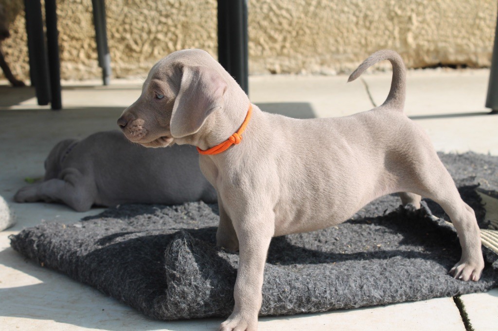 Silver Star Of The Moon - Chiots disponibles - Braque de Weimar