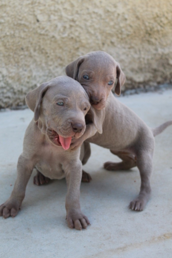 Silver Star Of The Moon - Chiots disponibles - Braque de Weimar