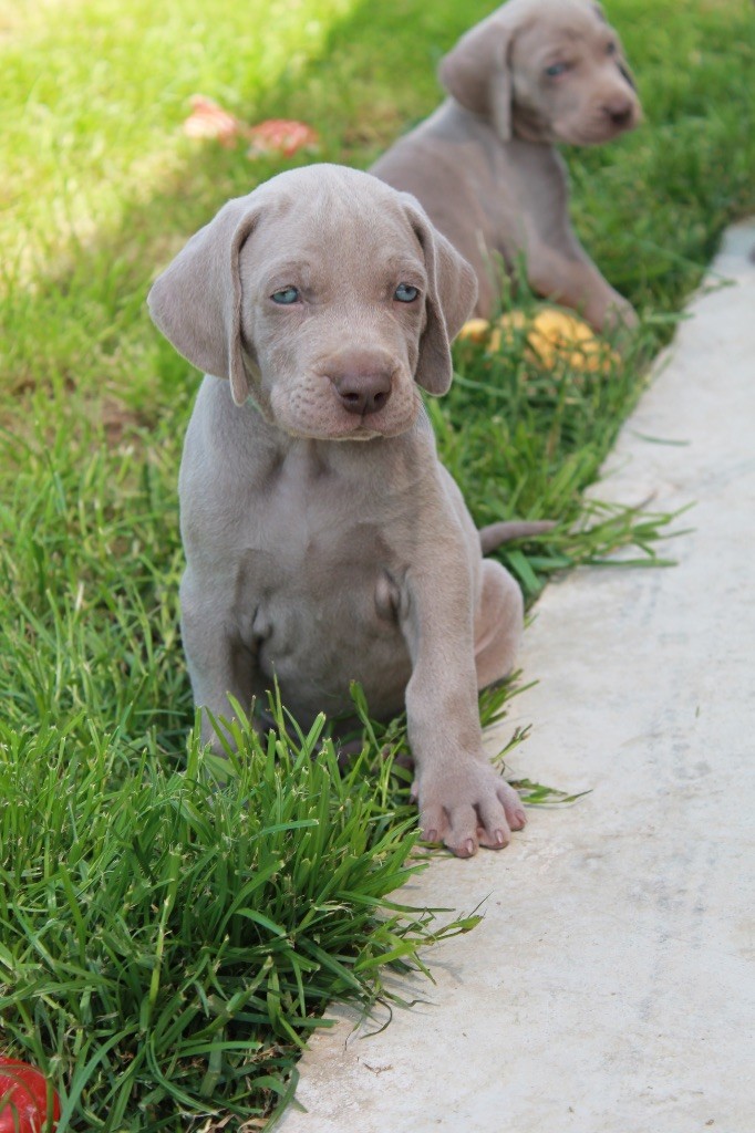Silver Star Of The Moon - Chiots disponibles - Braque de Weimar